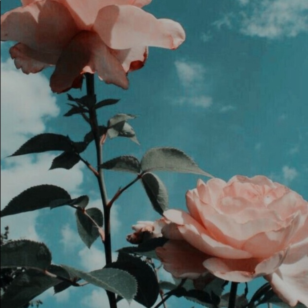 Meet your Posher, Gabriella